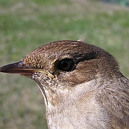 Näktergal, Sundre 20110603